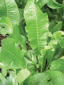 Horseradish Recipes and Cultivation Image